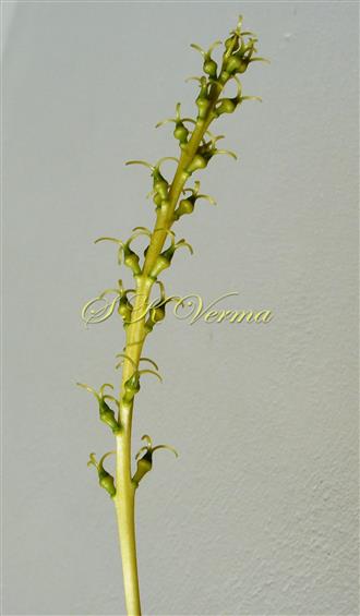  Female Inflorescence